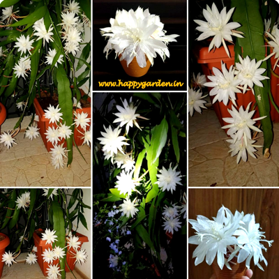 Epiplyllum oxypetalum – Multi bloom variety care
