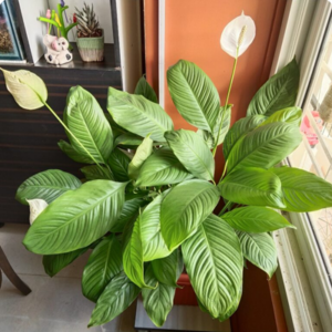 Read more about the article Where to place indoor plants and how much light do they require?