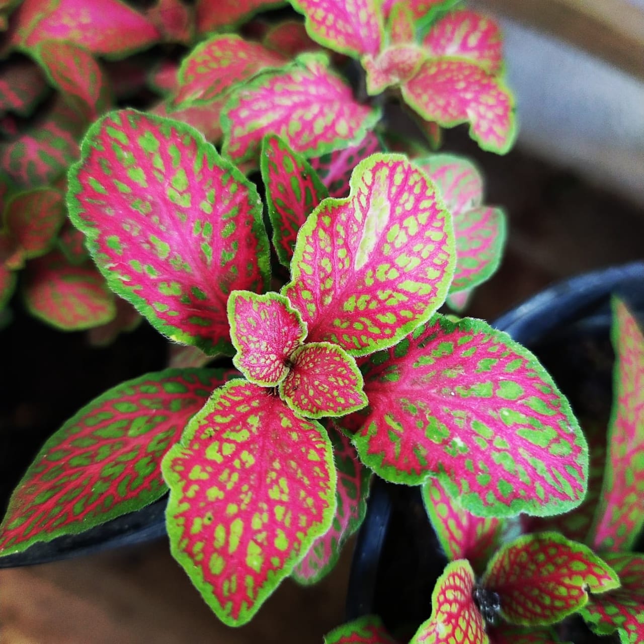 Fittonia / Nerve plant – Foolproof care tips