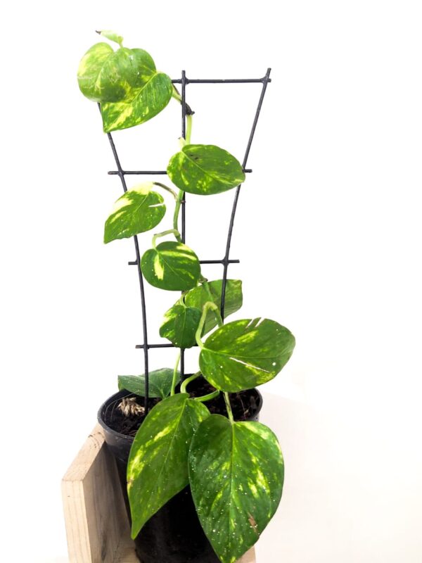 Garden trellis for hoya, climbers