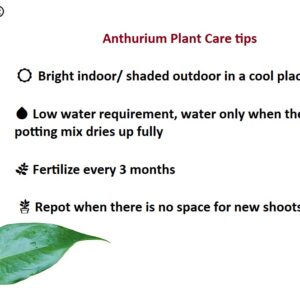 Anthurium Red (Multi-bloom variety)