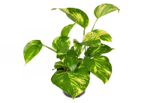 Pothos variagated plant, money plant