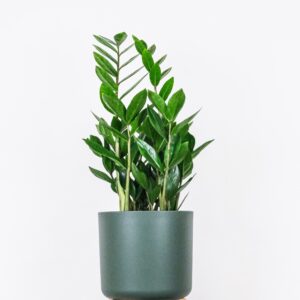 ZZ / Zamioculcas zamiifolia (Indoor Plant)