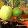 Guava tree pot grown grafted