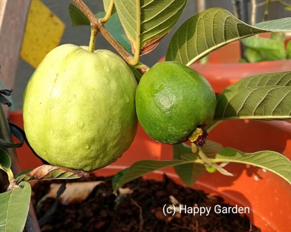 Guava tree pot grown grafted