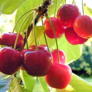 Red Cherry – Grafted