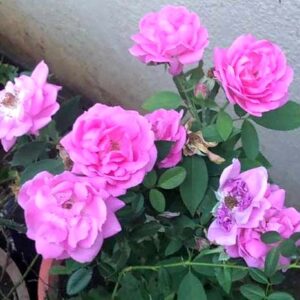 Paneer Rose / Indian Fragrant Rose (Desi Gulab)